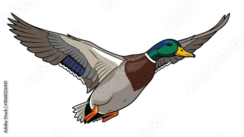 A male mallard duck in mid-flight, with its wings spread wide and detailed feathers, captured against a clean white background, similar to another image.