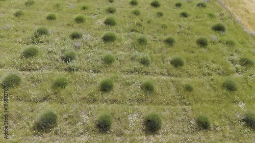 green lavender bushes, drone view .rows of plants