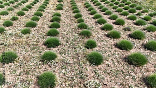 green lavender bushes, drone view .rows of plants