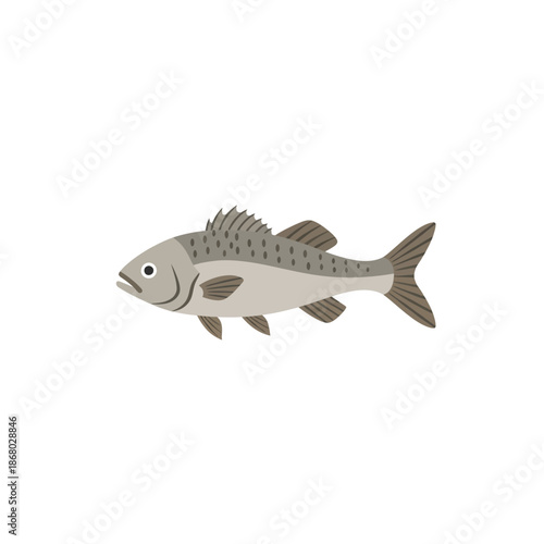 Detailed illustration of a saltwater fish with fins and scales on white background.