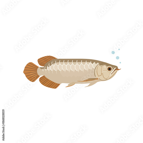 Beautiful Asian Arowana fish vector illustration isolated on white.