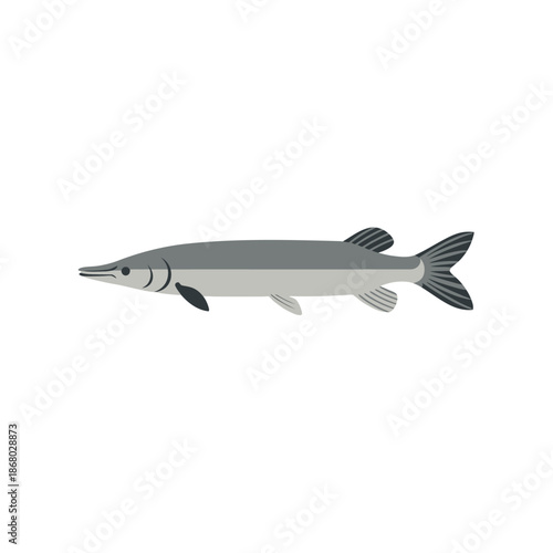 Detailed illustration of a longnose gar fish swimming in the water.