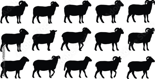 Sheep Silhouette Vector Collection, Farm Animal Walking and Standing Poses in Black for Livestock Logo, Ranch Design, and Agricultural Graphics