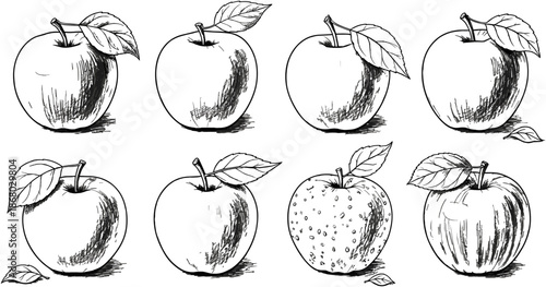 Set of hand drawn apple sketches, vintage engraving style fruit illustrations, black and white organic food doodles isolated on white.