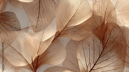 A cluster of delicate, translucent leaves with intricate patterns of veins, bathed in soft light, creating a sense of natural elegance. 