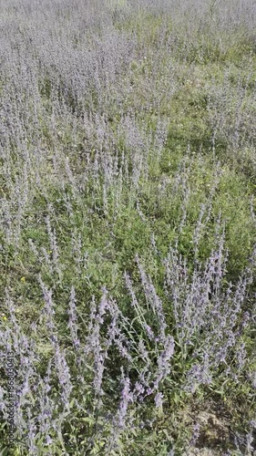 green lavender bushes, drone view .rows of plants