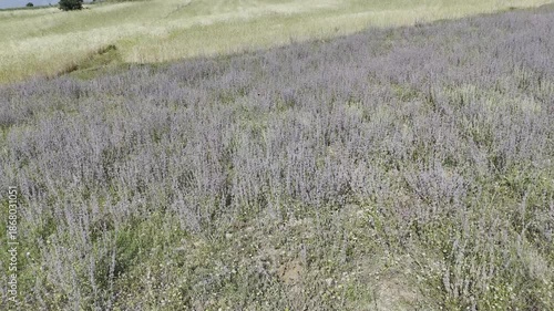green lavender bushes, drone view .rows of plants