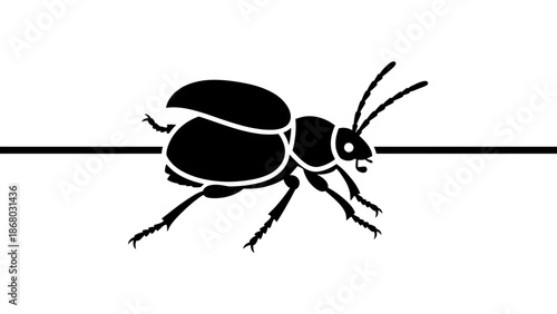 Macro close-up of a small black spider on a white background and on a web featuring isolated nature details of this wildlife invertebrate animal