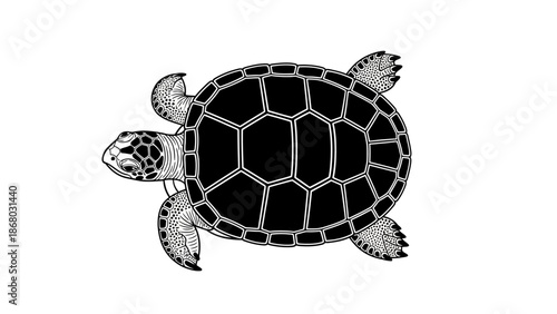 A slow baby tortoise is a wild reptile animal with a protective shell walking isolated on a white background in this nature wildlife vector illustration