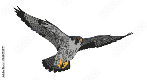 An illustration of a magnificent Peregrine Falcon, a fast and powerful raptor, soaring gracefully with wings outstretched against a clean white background.