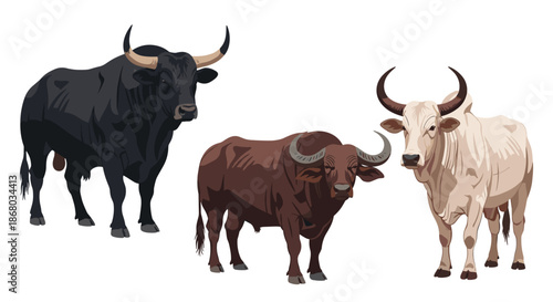 Three diverse breeds of bulls and buffalo, featuring a black bull, a brown buffalo, and a white zebu, standing.