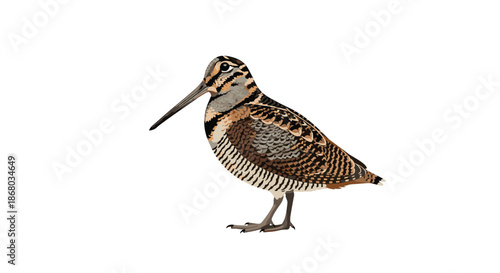 Detailed realistic illustration of a common snipe, a small wading bird with a long slender bill and cryptic brown and buff plumage.