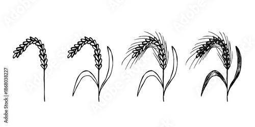 Set of hand drawn cereal wheat oat rye barley rice ears spikelet clipart Organic wheat bread agriculture farming harvest healthy food Single element for design print packaging label decor