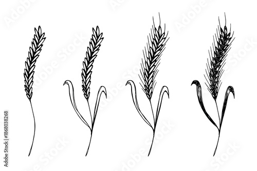 Set of hand drawn cereal wheat oat rye barley rice ears spikelet clipart Organic wheat bread agriculture farming harvest healthy food Single element for design print packaging label decor