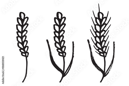 Set of hand drawn cereal wheat oat rye barley rice ears spikelet clipart Organic wheat bread agriculture farming harvest healthy food Single element for design print packaging label decor