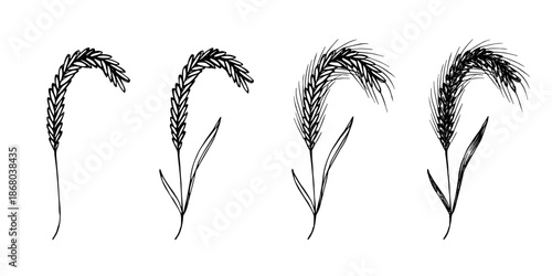 Set of hand drawn cereal wheat oat rye barley rice ears spikelet clipart Organic wheat bread agriculture farming harvest healthy food Single element for design print packaging label decor