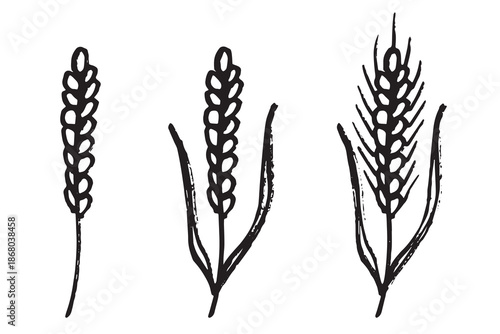 Set of hand drawn cereal wheat oat rye barley rice ears spikelet clipart Organic wheat bread agriculture farming harvest healthy food Single element for design print packaging label decor