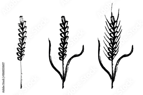 Set of hand drawn cereal wheat oat rye barley rice ears spikelet clipart Organic wheat bread agriculture farming harvest healthy food Single element for design print packaging label decor