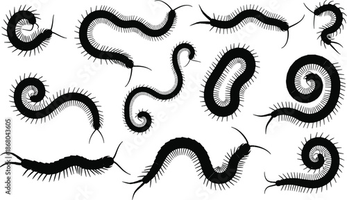 Centipede silhouette, millipede vector, black insect icon, segmented body, crawling pose, graphic, illustration, creepy bug, nature, biologyCentipede silhouette, millipede vector, black insect icon