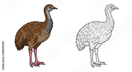 Brown and Grey Emu Birds Side by Side Illustration Showing Different Plumage Variations