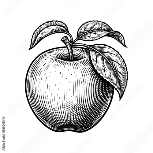 Vintage hand drawn apple illustration with leaves in engraving style on black background