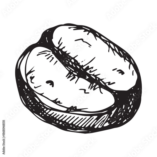 Hand drawn fresh roasted coffee bean Arabica robusta seed doodle Single element for print, web, design, decor