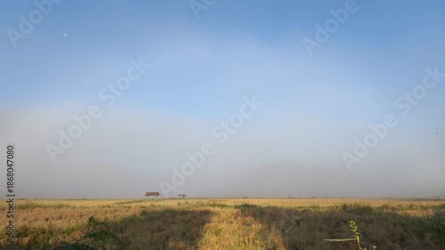 time lapse rice field in the morning with fog moving before disappearing