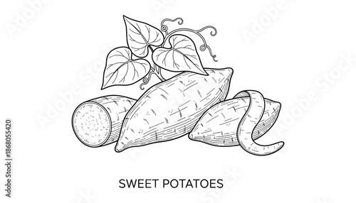 Engraving sweet potatoes with leaves vector illustration on transparent background