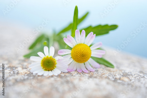 Two delicate daisy flowers with green leaves rest on a textured surface against a soft blue sky