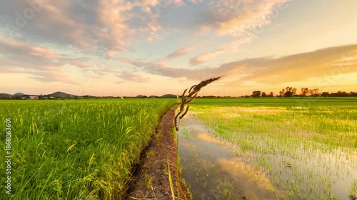 Cinematic sunset over green rice field with a narrow path and reflection.