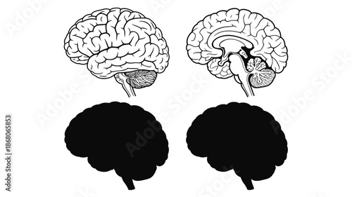 Human Brain Anatomy Set with Detailed Line Art and Silhouette Views

