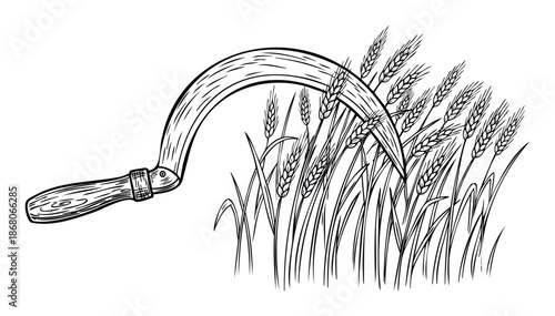 Traditional hand harvesting tool, a sickle, cutting ripe wheat ears in a field, perfect for agricultural history topics or organic food production graphics