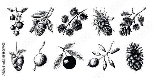 Collection of hand drawn botanical illustrations featuring various natural forest berries, nuts, and pine cones on branches perfect for organic product packaging, labels, textile prints,