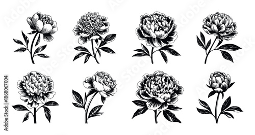 Elegant monochrome peony flower drawings perfect for various graphic design projects print materials wedding invitations and textile prints