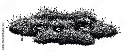 Detailed black and white ink drawing depicting a dense clump of moss with numerous sporophytes and reflective water puddles, ideal for naturethemed graphic projects and ecological studies.