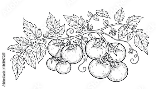 Detailed black and white sketch of ripe and unripe tomatoes growing on a vine with leaves, perfect for food packaging, recipe books, or kitchen decor projects.