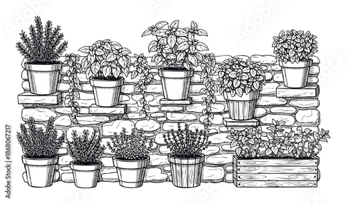 Hand drawn black and white line art depicting a charming herb garden with various fresh plants in pots on and around a rustic stone wall, ideal for organic food branding or cooking blog
