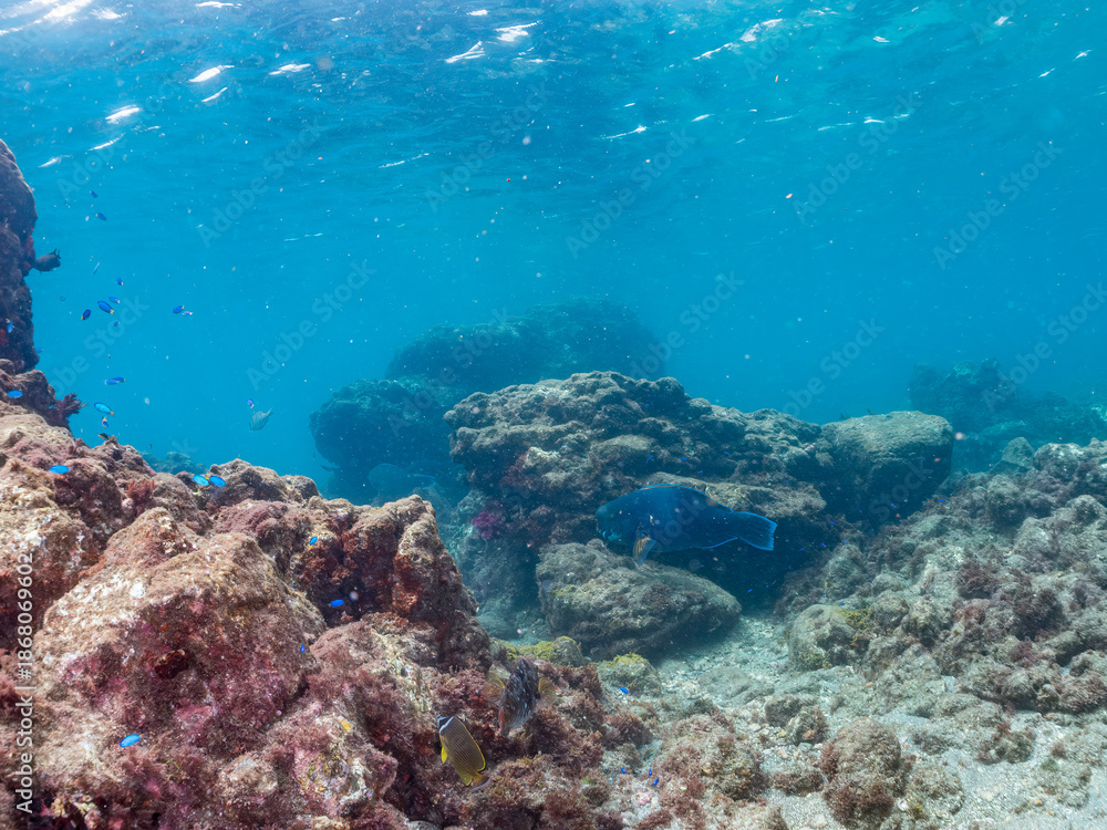 Fototapeta premium アオブダイ, Knobsnout Parrotfish, Scarus ovifrons, ブダイ科, 他。 ヒリゾ浜南伊豆町中木 静岡県伊豆半島-2025 日本有数のシュノーケリングスポット。 夏の数カ月間だけ渡し船で行ける。 水質透明度魚影が素晴らしい。 