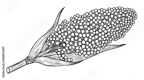 Vintage style line drawing featuring a sorghum panicle, ideal for educational content, healthy eating promotions, or natural ingredient visuals in commercial projects