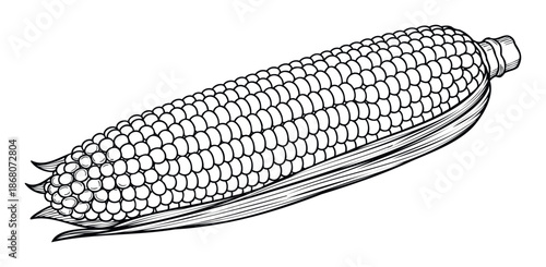 A detailed outline drawing of a fresh ear of corn with visible kernels, excellent for culinary applications, farmthemed graphics, healthy food content, and educational resources.