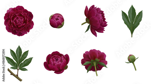 Burgundy peony flower set including full blooms, opening buds, and green foliage isolated. Floral elements for wedding stationery and botanical design.