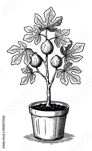 Potted fig tree with ripe fruit and lush foliage, perfect for botanical themes, gardening resources, and organic food promotions