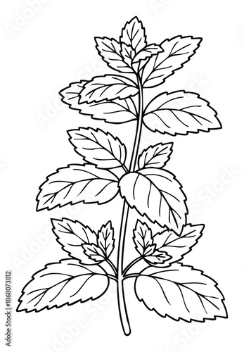 Mint plant drawing featuring fresh aromatic leaves and a stem perfect for botanical illustrations educational materials cooking guides or healthy living promotions