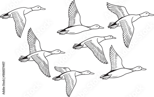 flying ducks flock of ducks in flight against a white background