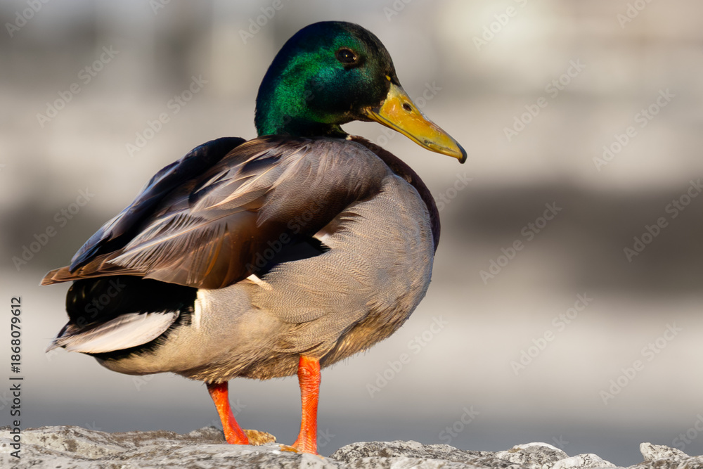 Obraz premium Mallard