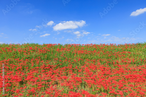 彼岸花咲く里の秋景色 愛知県半田市