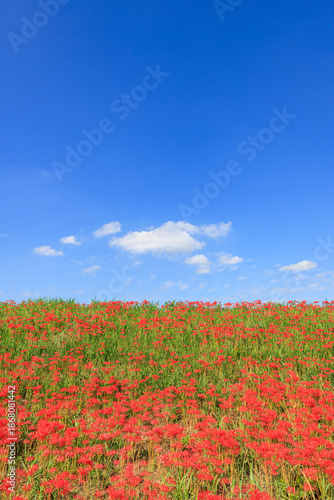 彼岸花咲く里の秋景色 愛知県半田市