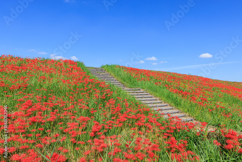 彼岸花咲く里の秋景色 愛知県半田市