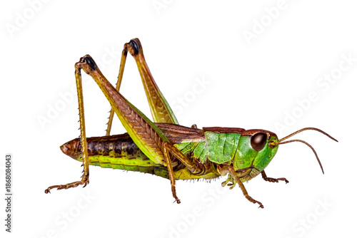 green grasshopper, isolated, close-up, no background for an insect and wildlife project. material for design and collage.
