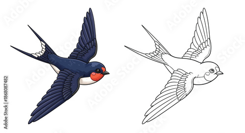 Swallow Birds in Flight Comparison With Colored and Black and White Line Art Illustration